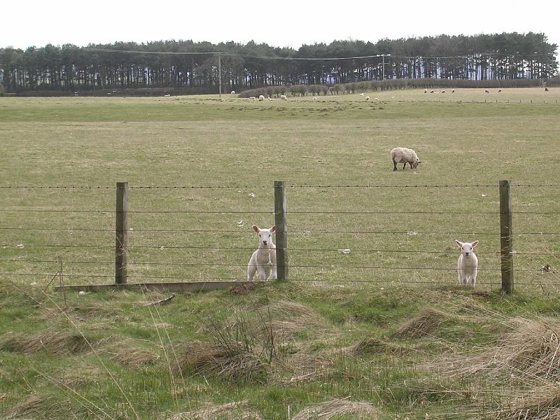 2008-04-14_13.43.12.jpg - Lambing season