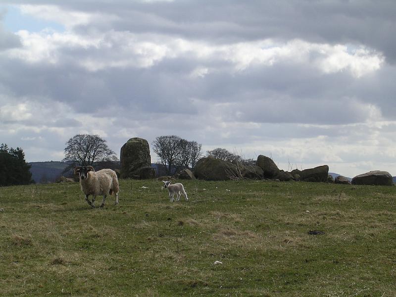 2008-04-14_14.00.04.jpg - Standing Stones with Sheep