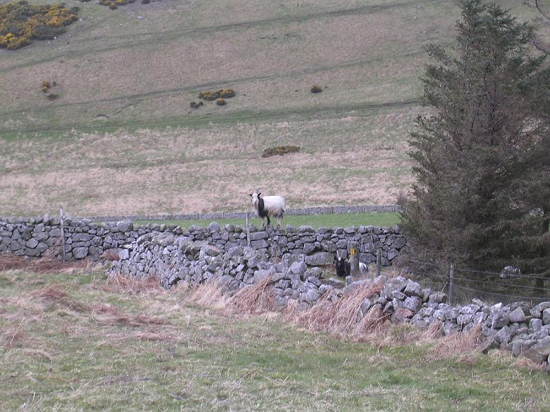 2008-04-16_10.44.50.jpg - Wild goats