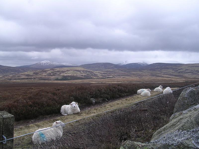 2008-04-16_11.58.58.jpg - Sheep enjoying a non grouse shooting day