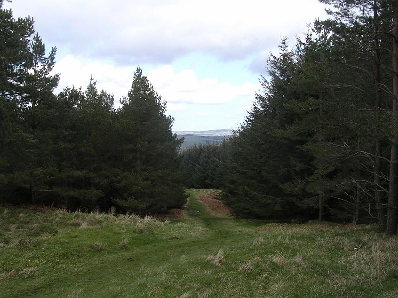2008-04-16_13.42.58.jpg - Woods on Wooler Common