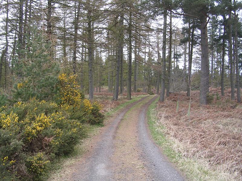 2008-04-17_13.57.18.jpg - Shiellow Wood